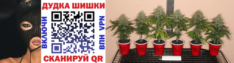 как найти наркотики  Моздок  МАРИХУАНА White Widow 